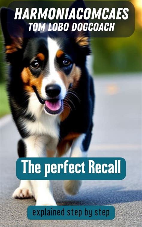 The perfect Recall: explained step by step (Dogtraining with Tom Lobo ...