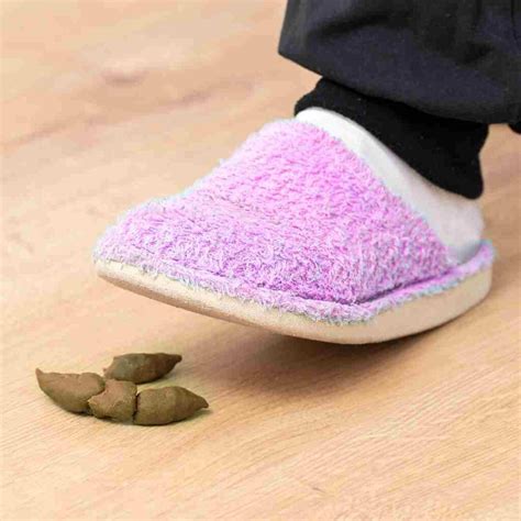 Rabbit Evolution Coin Poop 的图像结果