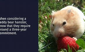 Image result for Teddy Bear Hamster Teeth