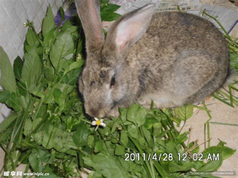 婴孩灰色兔子 库存图片. 图片 包括有 特写镜头, 敌意, 兔宝宝, 农场, 国内, 灰色, 一个, 颜色 - 66177509