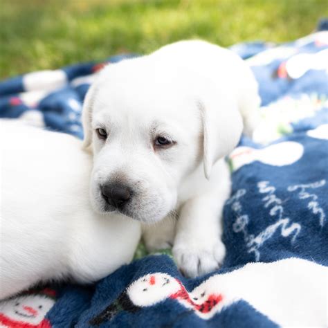 White Lab Puppies For Sale - A&B Labradors In Alabama