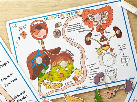 Human digestive system anatomy bundle about me homeschool curriculum ...