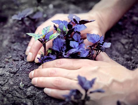 How to Fertilize Your Lawn With Coffee Grounds