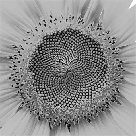 Spirals in Nature - Coastal Rivers Conservation Trust