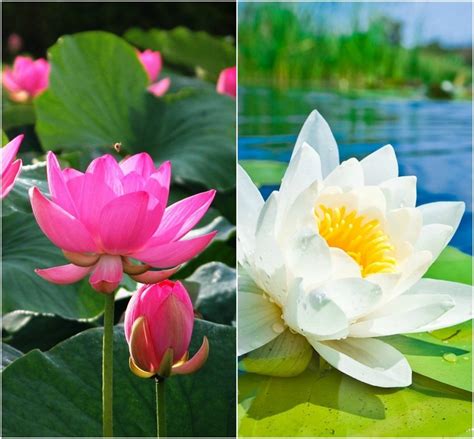 Creative Farmer Flower Seeds : Lotus Flower Seeds Pink & White Colors ...