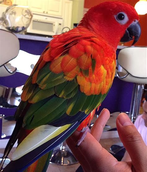 Image result for Red Factor Conure