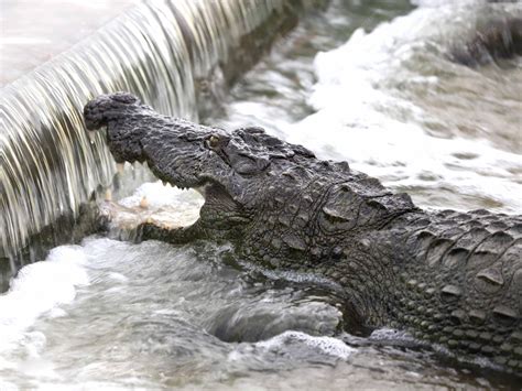Premium Photo | Beautiful shot of a crocodile catching fish