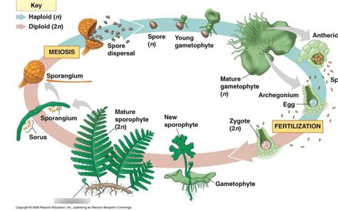 Image result for Fern Reproduction Cycle
