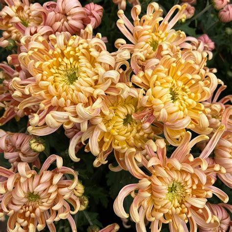 River City Mum – 3 Porch Farm