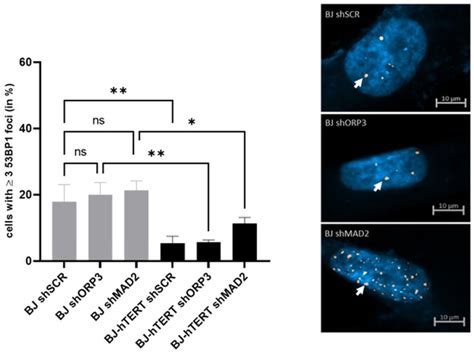 A Comparative Assessment of Replication Stress Markers in the Context ...
