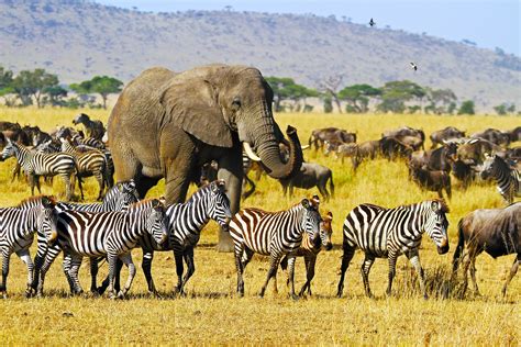 Driving force discovered behind mass migration of large animals - Earth.com