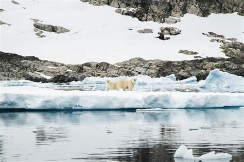 Polar Bear Sightseeing - VisitSouthGreenland.com