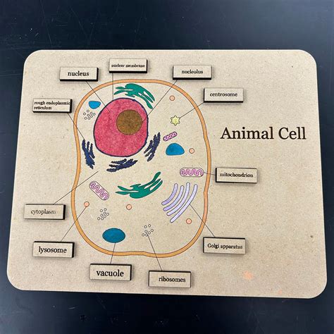 Free animal cell guide, Download Free animal cell guide png images ...