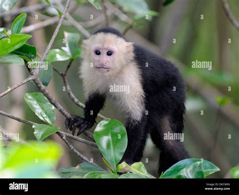 Corcovado white faced capuchin hi-res stock photography and images - Alamy