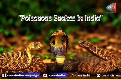 Poisonous Snakes In India : हर सांप जहरीला नहीं होता, ऐसे करें पहचान ...