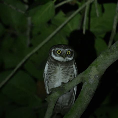 Nikon Z6III Mirrorless Camera | Nikon India