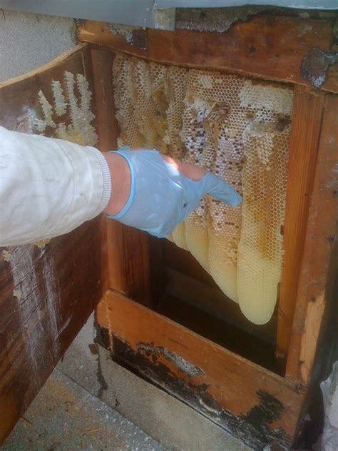 All City Animal Trapping: BEE REMOVAL EXPERTS BEE CONTROL HIVE REMOVAL ...