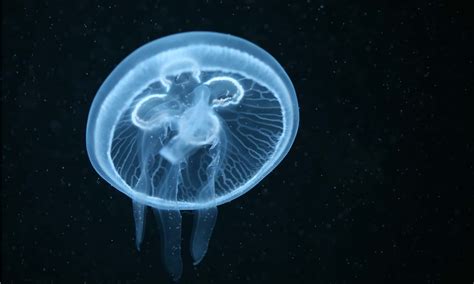 Jellyfish Predators: What Eats Jellyfish? - A-Z Animals