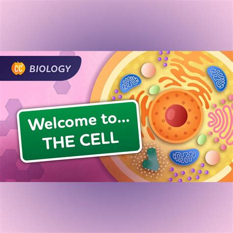 Image result for Crash Course Cell Structure