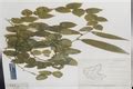 Herbarium JCB
