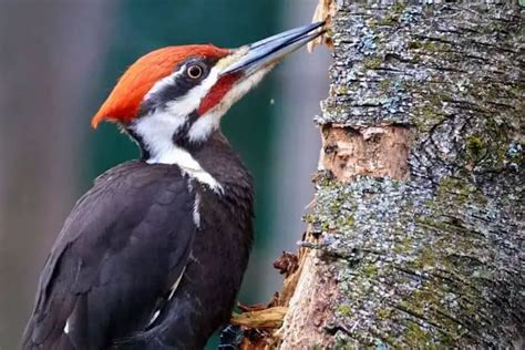 Image result for Nature Spring Box Stack