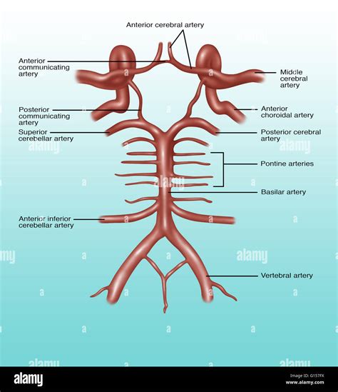 Anterior Cerebral Artery