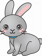 Image result for A Cute Bunny