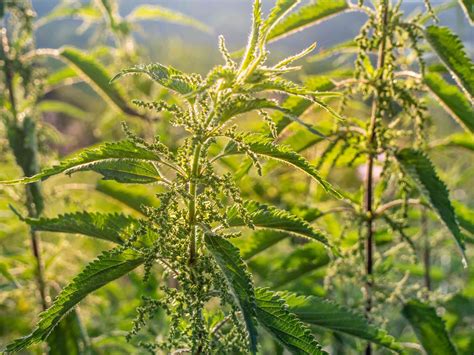 Do They Have Stinging Nettles In America