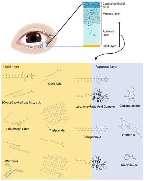 IJMS | Special Issue : Progression of Allergy and Immune Response