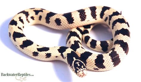 Image result for Python 3D Man