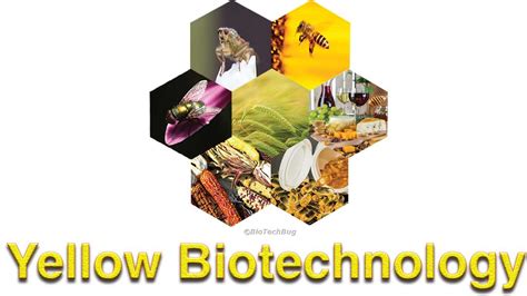 Overview of Yellow Biotechnology