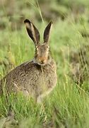Image result for Jackrabbit vs Cottontail Rabbit