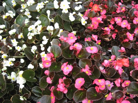 10 Varieties of Begonias for Gardens and Containers