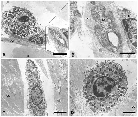 Detection of Mast Cells in Human Superficial Fascia