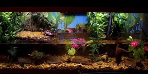 Setting Up a Turtle Tank 的图像结果