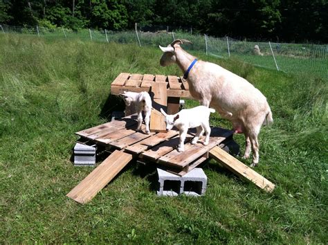 15 Goat’s Playground Ideas For Your Farm | Farm Cradle | Goat ...