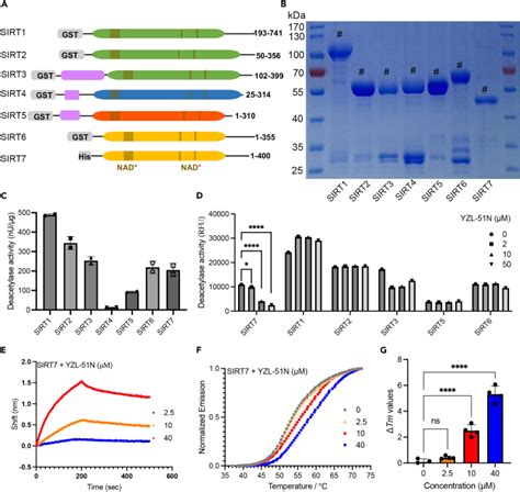 Octet Data Analysis Software 的图像结果