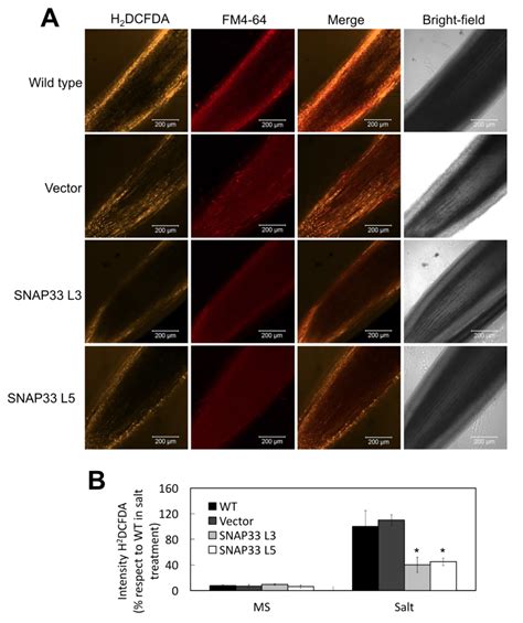 The Exocytosis Associated SNAP25-Type Protein, SlSNAP33, Increases Salt ...