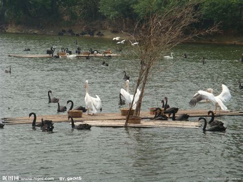 黑河湿地--鸟类栖息繁殖胜地 - 自然之声