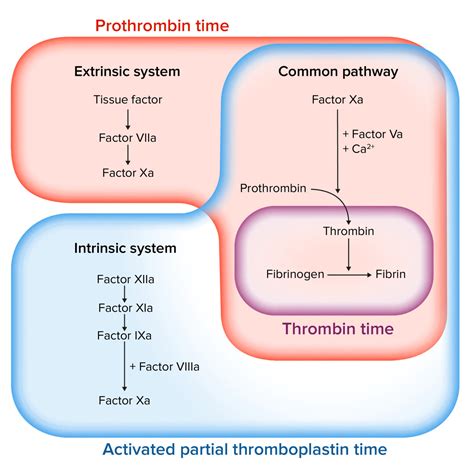 Anticoagulants | Concise Medical Knowledge