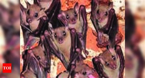 Madurai Kamaraj University researchers’ call to protect bats | Madurai ...