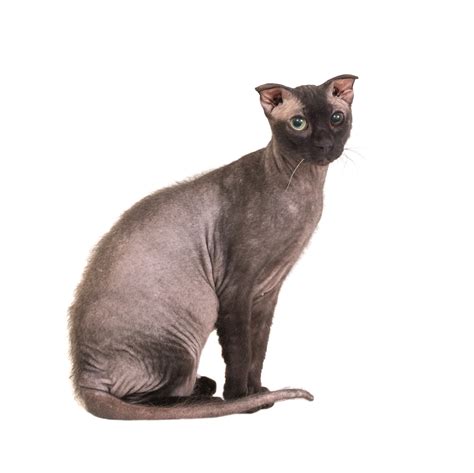 Ukrainian Levkoy Mixed Cat Breed Pictures, Characteristics, & Facts