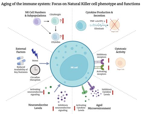 Aging of the Immune System: Focus on Natural Killer Cells Phenotype and ...