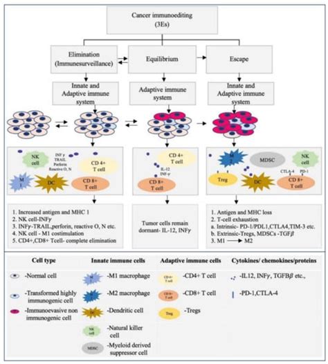Immunology of Oral Squamous Cell Carcinoma—A Comprehensive Insight with ...