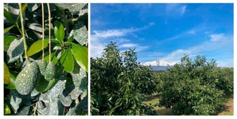 Physiological Response to Foliar Application of Antitranspirant on ...