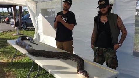 Image result for Python Kills Florida
