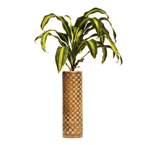 Plant Essence Victoria Dracaena With Bamboo Pot (Large) : Amazon.in ...