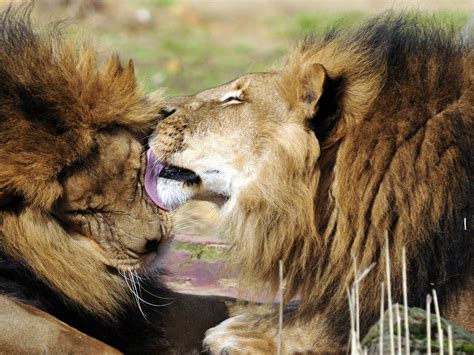 Download wallpaper face, cats, kiss, Leo, mane, profile, lions, section ...