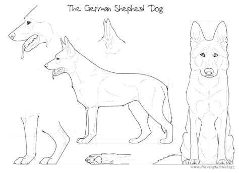 German Shepherd Easy Face Drawing at PaintingValley.com | Explore ...