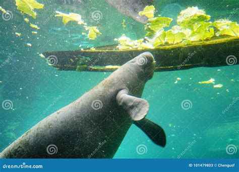 Manatee is eating stock image. Image of gulf, lettuce - 101479803